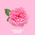 Rosa engelsk roseblomst med grønne blader på lyserosa bakgrunn, duftolje.