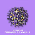 Topputsikt av en rund bukett med lilla lavendel og hvite kamilleblomster på lilla bakgrunn