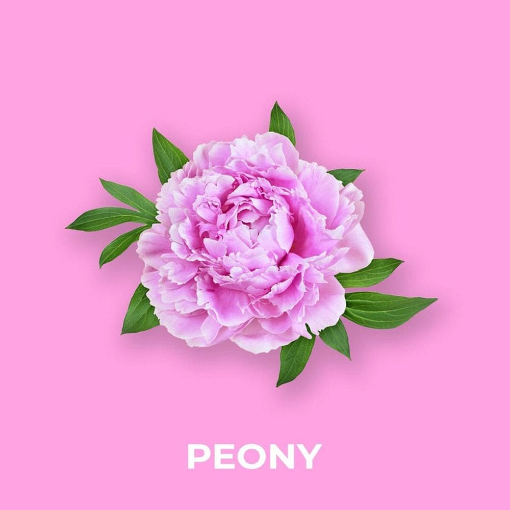 Rosa peonblomst med grønne blader mot en lyserosa bakgrunn, tekst "PEONY" under